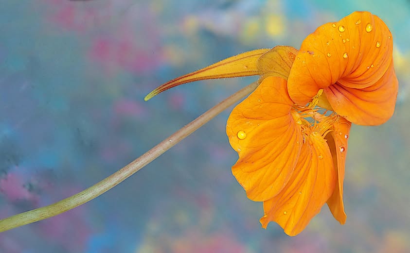 Close-up of an orange nasturtium in bloom, beaded with water.