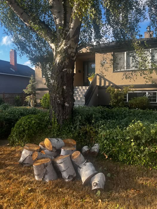 Cut birch rounds piled on a front lawn beneath a birch tree.
