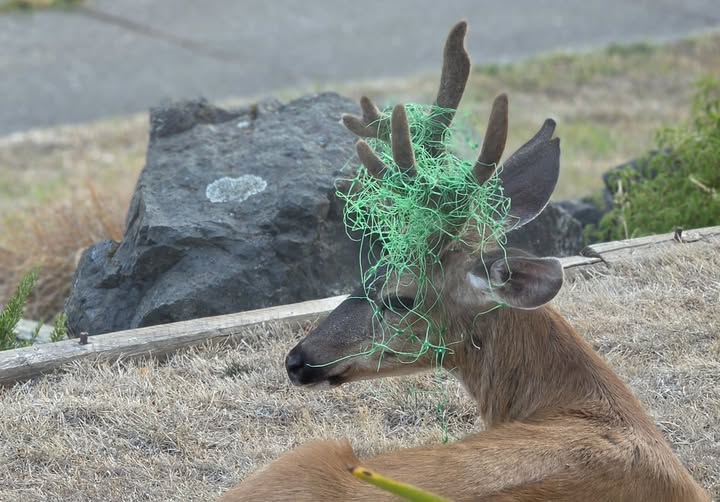 Aside from a bruised ego, this one seems to be doing just fine. Taking five on the front lawn. Side note: I have no idea where they picked up their new green hat, but they've been wearing it for weeks throughout OB.