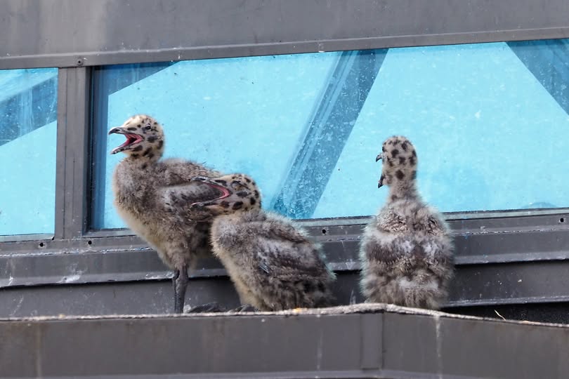 Three newly hatched gull chicks calling from their nesting site atop Oak Bay Marina.