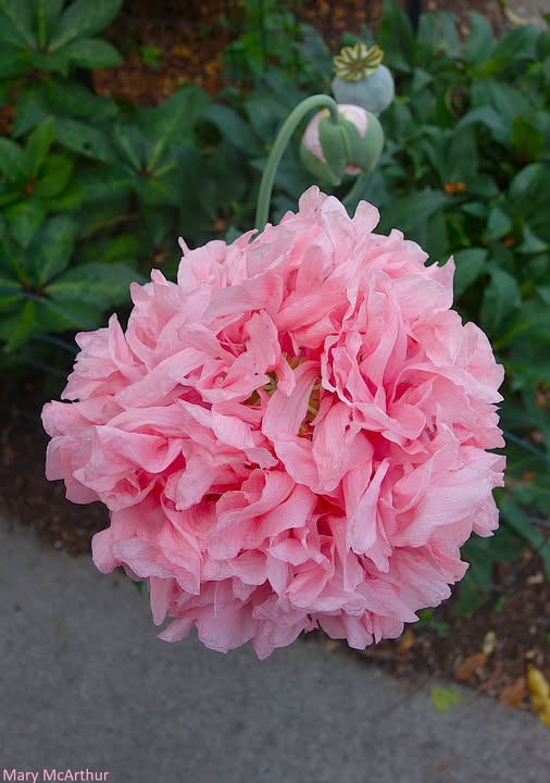 ~ I couldn't walk past this gorgeous pink peony poppy without stopping and taking a photo! It was the only one in full bloom. I thought it was a stunner! 🩷💚🌸 ~