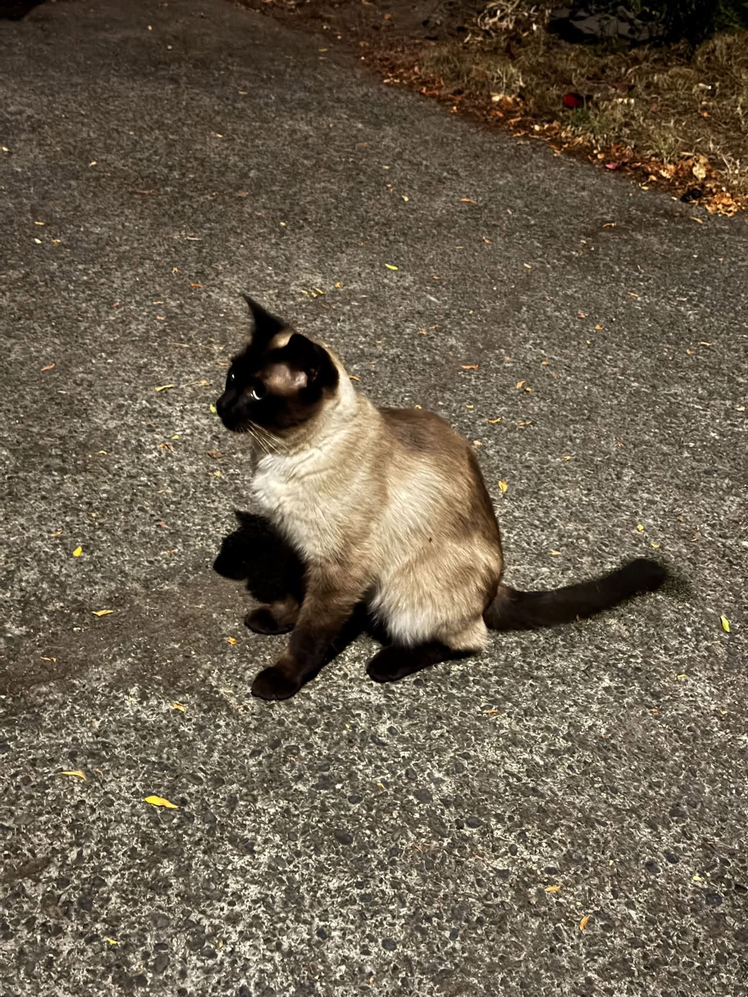 A dark-faced cat sitting on pavement near Quamichan and Maddison