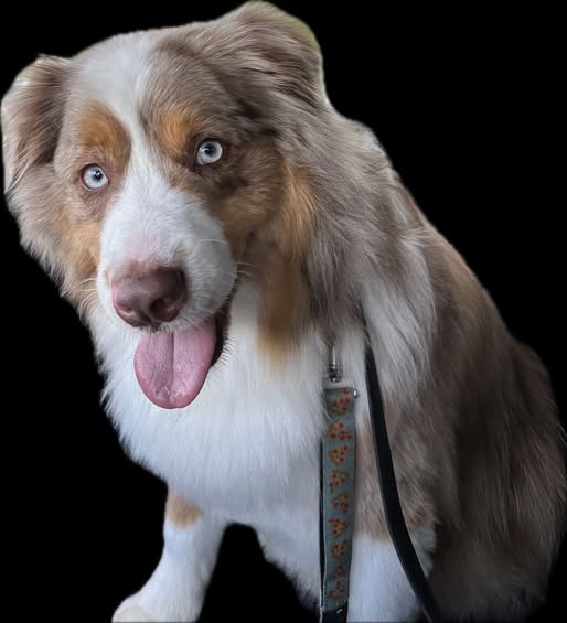 Jack, a red merle Australian shepherd with pale blue eyes, looking at the camera.