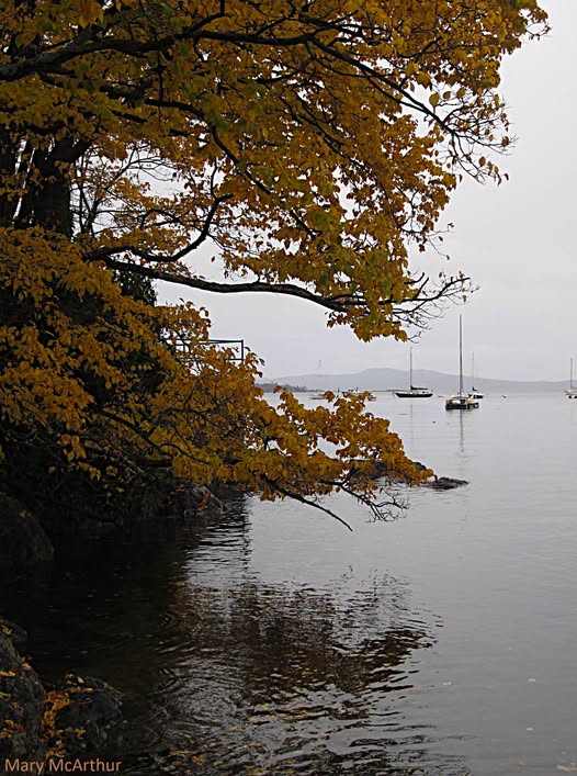 Yellow autumn leaves hanging over calm grey water, with sailboats moored offshore under an overcast sky.
