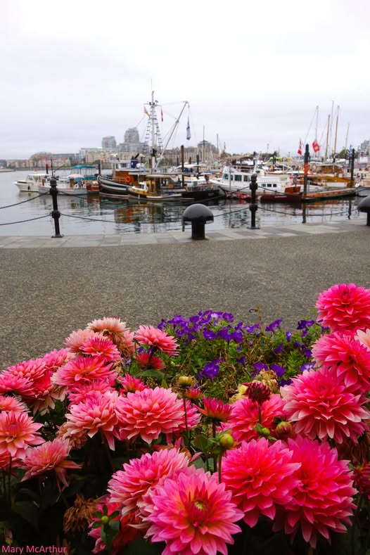 A September scene at the inner harbour