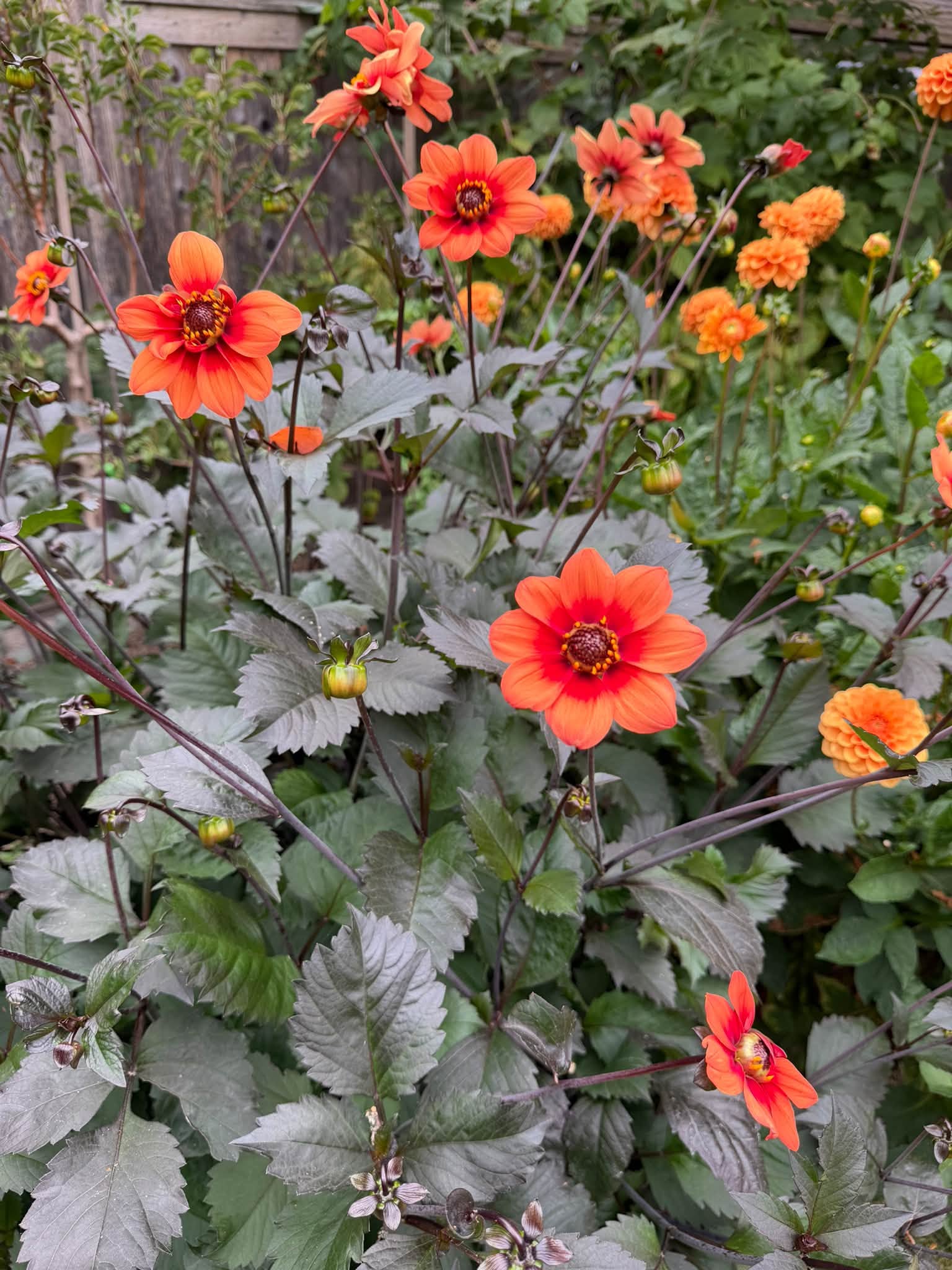 Orange flowers rising through dark green and burgundy foliage in an Oak Bay garden